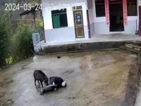 野猪为什么会咬人_野猪什么情况下吃人