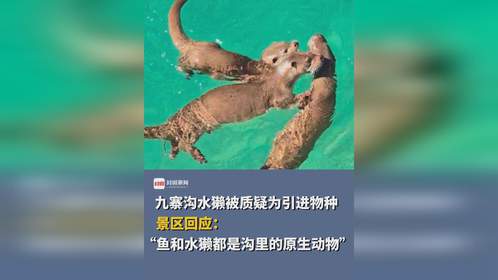 九寨沟回应被指人为引进水獭_九寨沟水獭是引进物种？景区回应