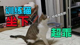 小猫睡觉当然要抱在一起啊_猫咪睡觉的时候，两只前爪还抱在一起，猫：防止主人偷摸我肉垫