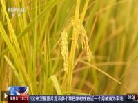 为什么太空水稻 太空番茄 太空黄瓜品质更好_太空水稻什么意思