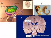 什么叫海马体_什么是海马体证件照