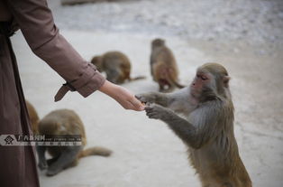 律师解读游客与猴子打架是否违法_游客与猴子打架是否违法？律师解读