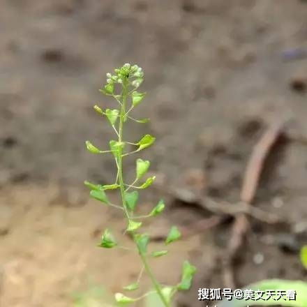 谷爱凌发博15小时两赛两胜_谷爱凌晒照：祝女性朋友们在这个值得被爱和赞赏的日子里过得愉快