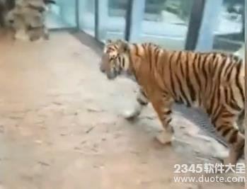 贵阳动物园一饲养员被曝直播骑老虎 拽老虎尾巴扯耳朵【视频】