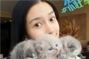 因为反对给猫咪结扎 Angelababy被炮轰无知