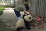 笑死了！国宝熊猫的逗比生活