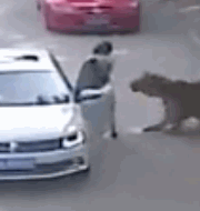 北京动物园老虎咬人事件始末 母亲被老虎咬死图片和视频曝光
