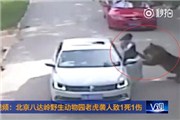 北京八达岭野生动物园老虎伤人 车内朋友称：坐的不舒服想换位置