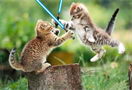 我嘞个去！可爱猫咪激情演绎《星球大战》激光剑