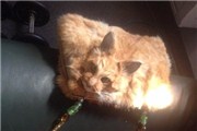 新西兰某公司将死猫做成死猫包包 每天背着尸体出门不瘆人？【组图】