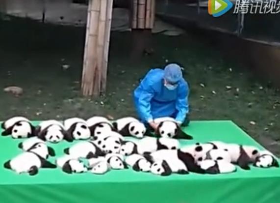 实拍成都23只新生大熊猫幼仔排排坐晒太阳 熊猫瘫简直萌化了【视频】
