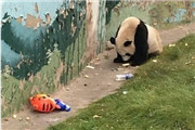 太原动物园熊猫吃垃圾 网友：可怜的熊猫