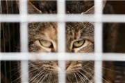 澳大利亚袋鼠岛灭猫计划：全岛无猫理由竟因生物链？