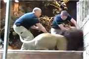 公狮子攻击饲育员 母狮的反应惊呆众人！