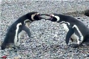 企鹅发现妻子大打出手视频 自然界捉奸后黯然离开【视频】