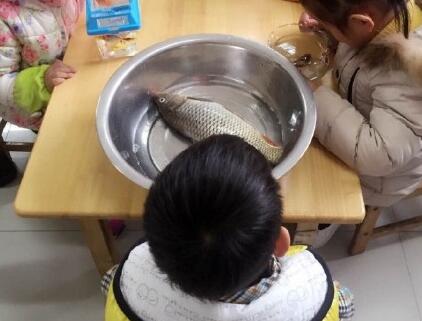 幼儿园老师让带一条鱼火遍全国 鱼孩子爸爸首发声：把刚钓的给他了【视频】