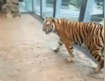 贵阳动物园一饲养员被曝直播骑老虎 拽老虎尾巴扯耳朵【视频】