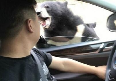 八达岭野生动物园游客开窗投食 黑熊咬伤游客【图】