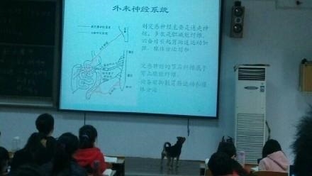 武汉大学“学霸狗”火了