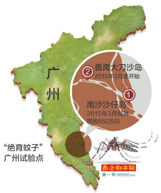 广州绝育蚊显成效：一只蚊子绝育，相当于‘杀掉’400个蚊子