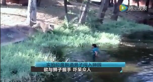 男子闯入狮园大喊“过来宝贝” 狮子懵逼了