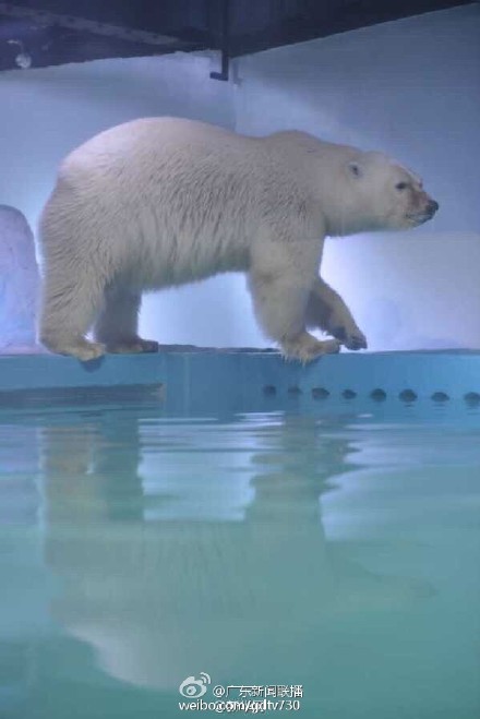 世上最悲伤北极熊 阿根廷丧偶北极熊热哭在36度的广州购物中心【图】