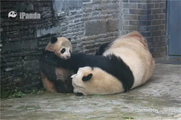 成都大熊猫蔓越煤出逃失败被逮回 吐舌微笑萌翻网友【高清组图】