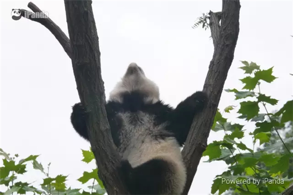 成都大熊猫蔓越煤出逃失败被逮回 吐舌微笑萌翻网友【高清组图】