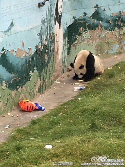 太原动物园熊猫吃垃圾 网友：可怜的熊猫