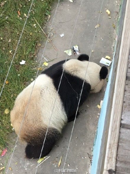 太原动物园熊猫吃垃圾 网友：可怜的熊猫