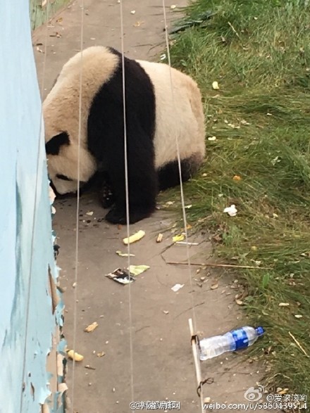 太原动物园熊猫吃垃圾 网友：可怜的熊猫