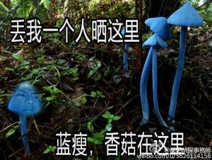 蓝瘦香菇是什么意思 蓝瘦香菇这是什么梗被刷屏【解释】