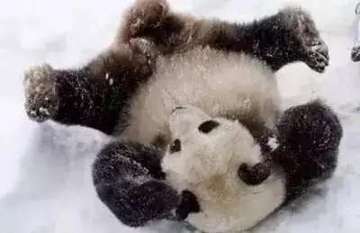 四川大熊猫见大雪满地打滚 网友：翻滚吧，南方仔