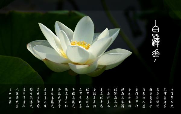 白莲花是什么意思