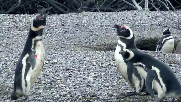 企鹅发现妻子出轨大打出手视频 自然界捉奸后黯然离开【视频】