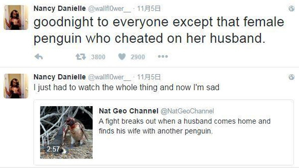企鹅发现妻子出轨大打出手视频 自然界捉奸后黯然离开【视频】