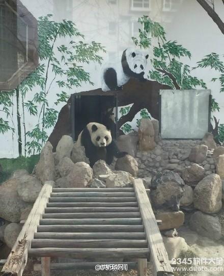 兰州动物园熊猫蜀兰口吐白沫 兰动官博拿兰宝照片充蜀兰照片【图】