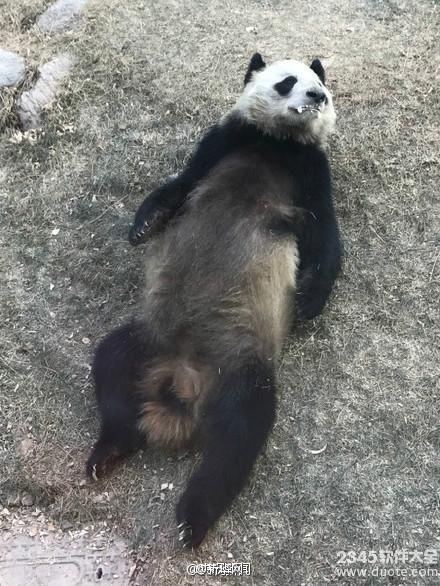 兰州动物园熊猫蜀兰口吐白沫 兰动官博拿兰宝照片充蜀兰照片【图】