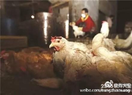 h7n9禽流感最新消息：病毒变异株对禽类有高致病性 市民勿接触活禽