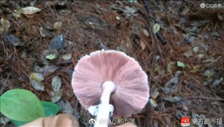 男主播吴权直播采蘑菇结果找到尸体？！过千网友观看