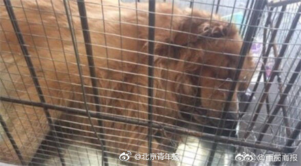 东航回应宠物犬托运后死亡：一公斤一百元