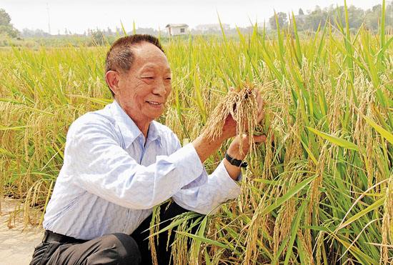 宣布成果：除掉水稻中的镉