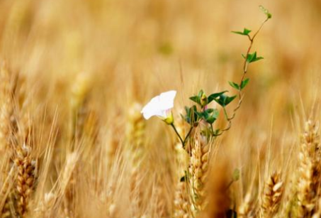 2018年什么时候芒种？2018年芒种几月几日几时几分介绍