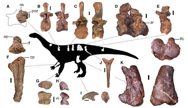 南非科学团队考古发现重达12吨的恐龙：刷新陆地动物之最