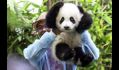 马来西亚将提前送还大熊猫兴兴靓靓 因为养不起？！