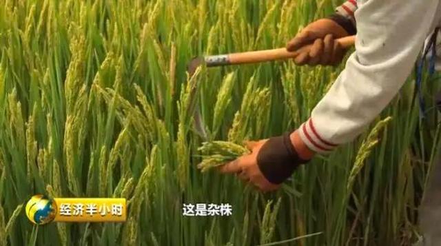 7年过去，海水稻长势喜人！还有“小目标”：推广一亿亩海水稻，多养活8000万人口