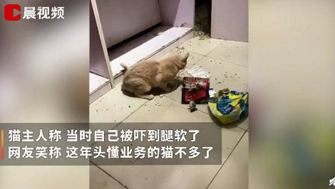 宠物猫在家捕4只老鼠整齐摆一起画面曝光 网友戏称这年头懂业务的猫不多了 