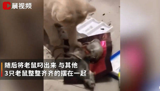 宠物猫在家捕4只老鼠整齐摆一起画面曝光 网友戏称这年头懂业务的猫不多了 