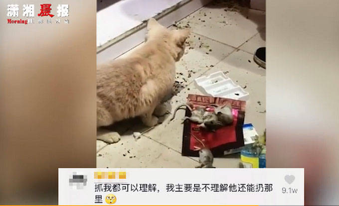 宠物猫在家捕4只老鼠整齐摆一起画面曝光 网友戏称这年头懂业务的猫不多了 