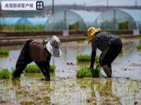 袁隆平超级杂交水稻移栽冲击世界纪录 超级杂交水稻“超优千号”育秧完毕